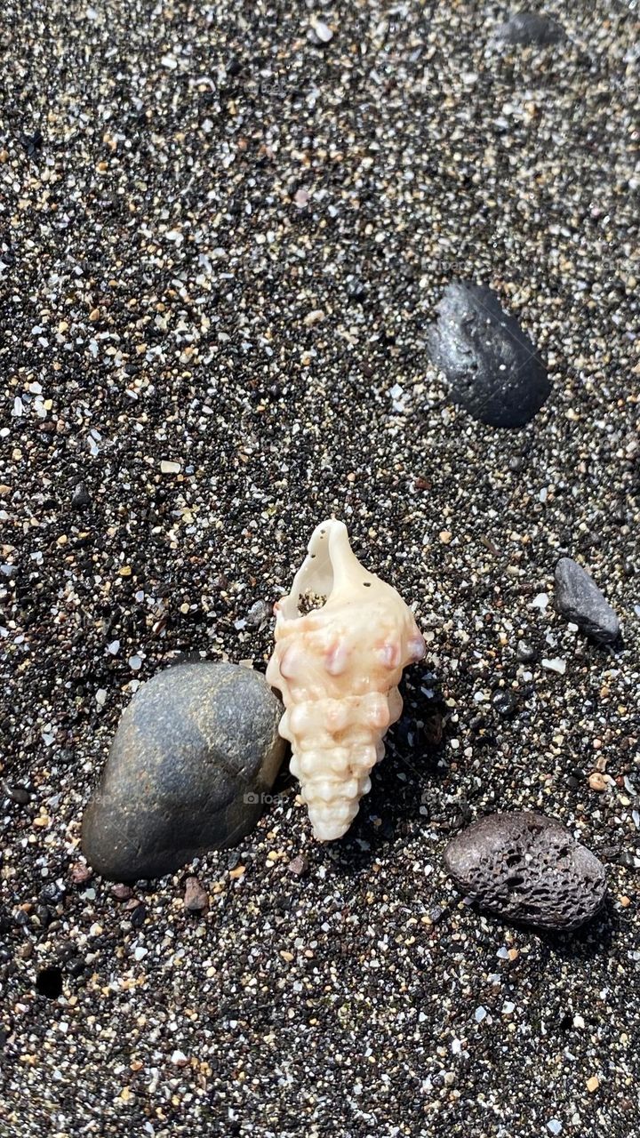 Shell on beach