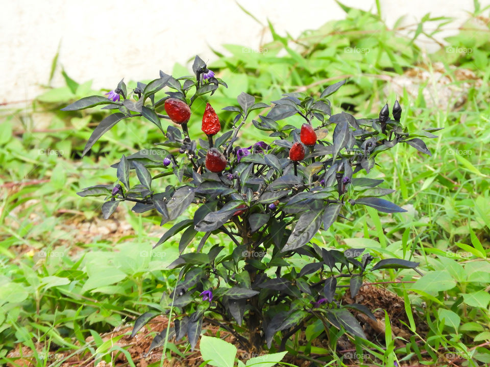 chilli plant