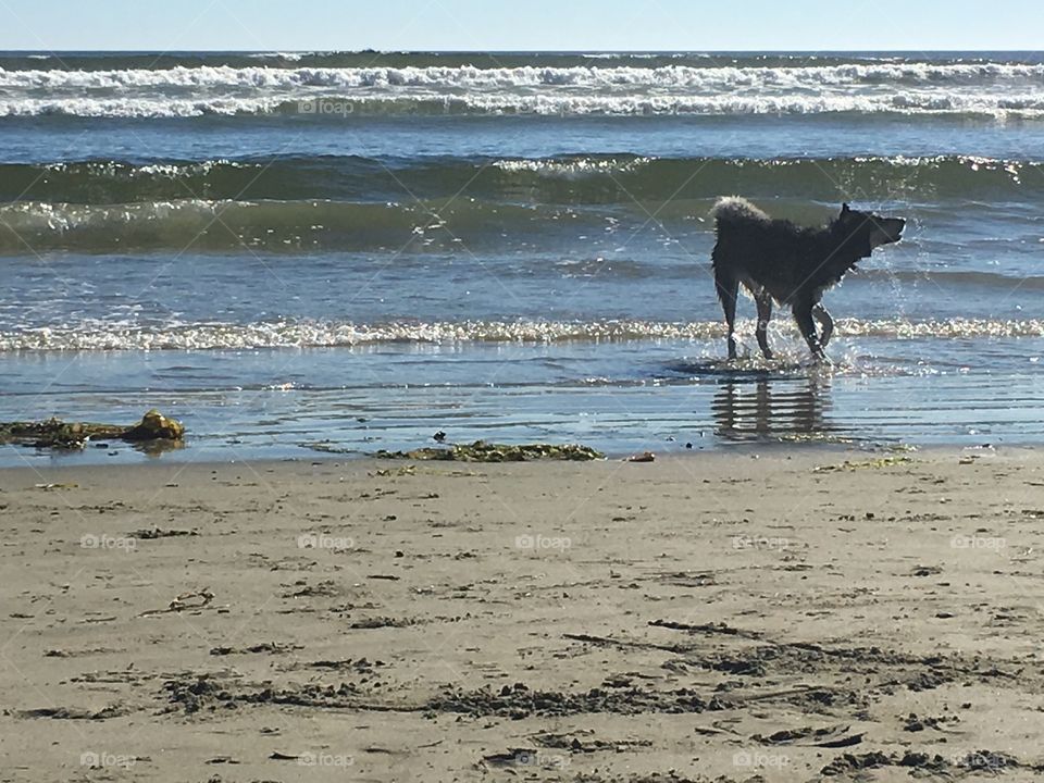 Dog on a beach