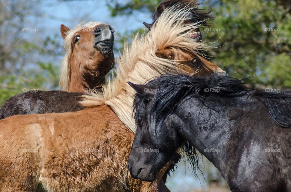 Shetland ponies playing together