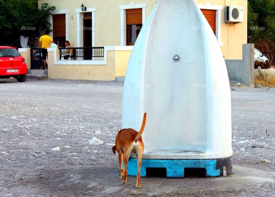 The greek beachdog