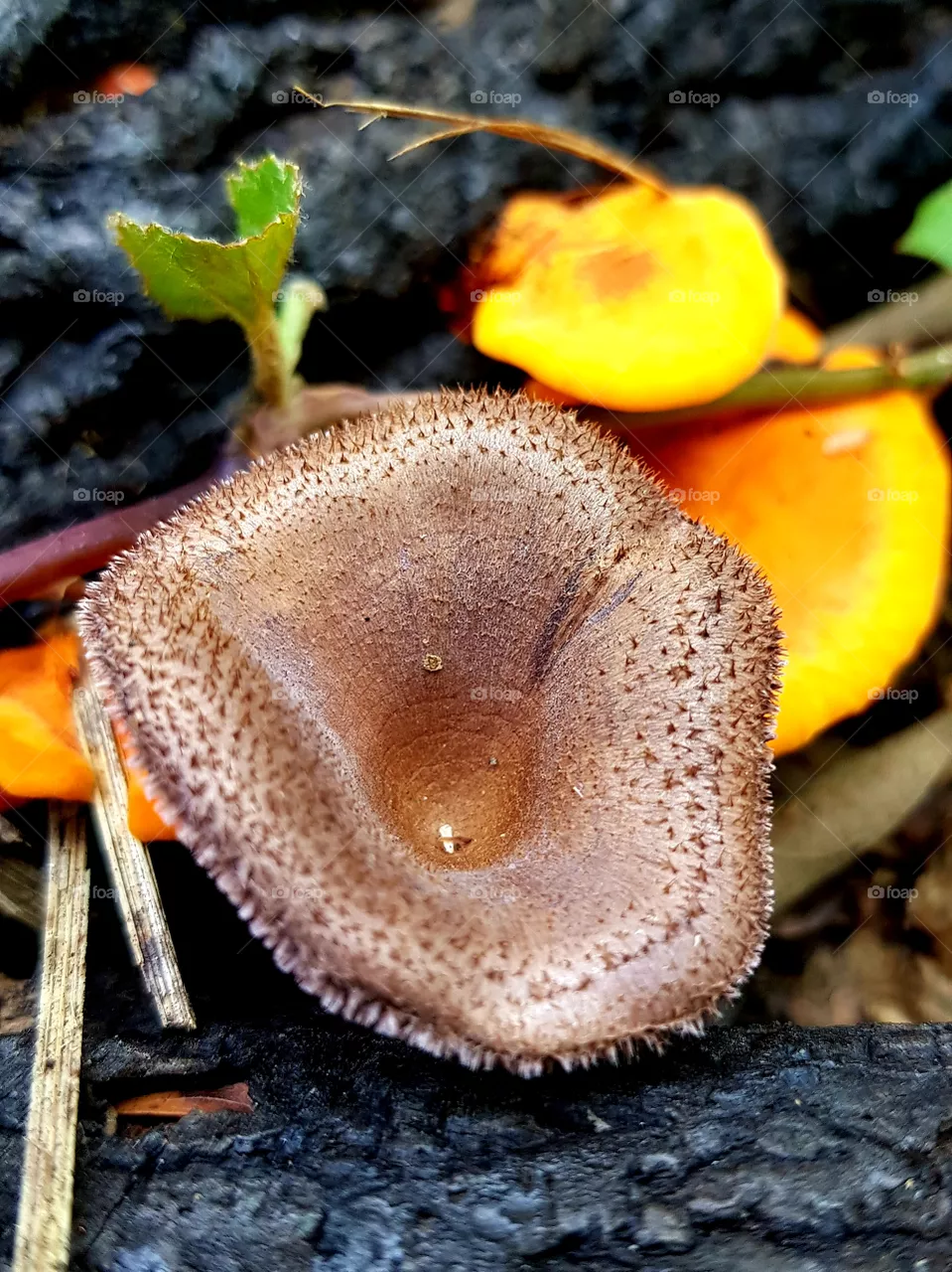 colorful mushrooms