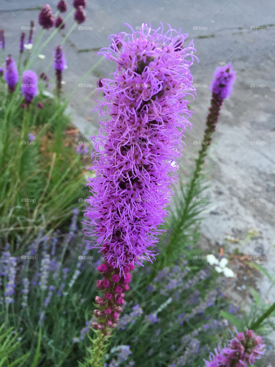 Purple perennials 