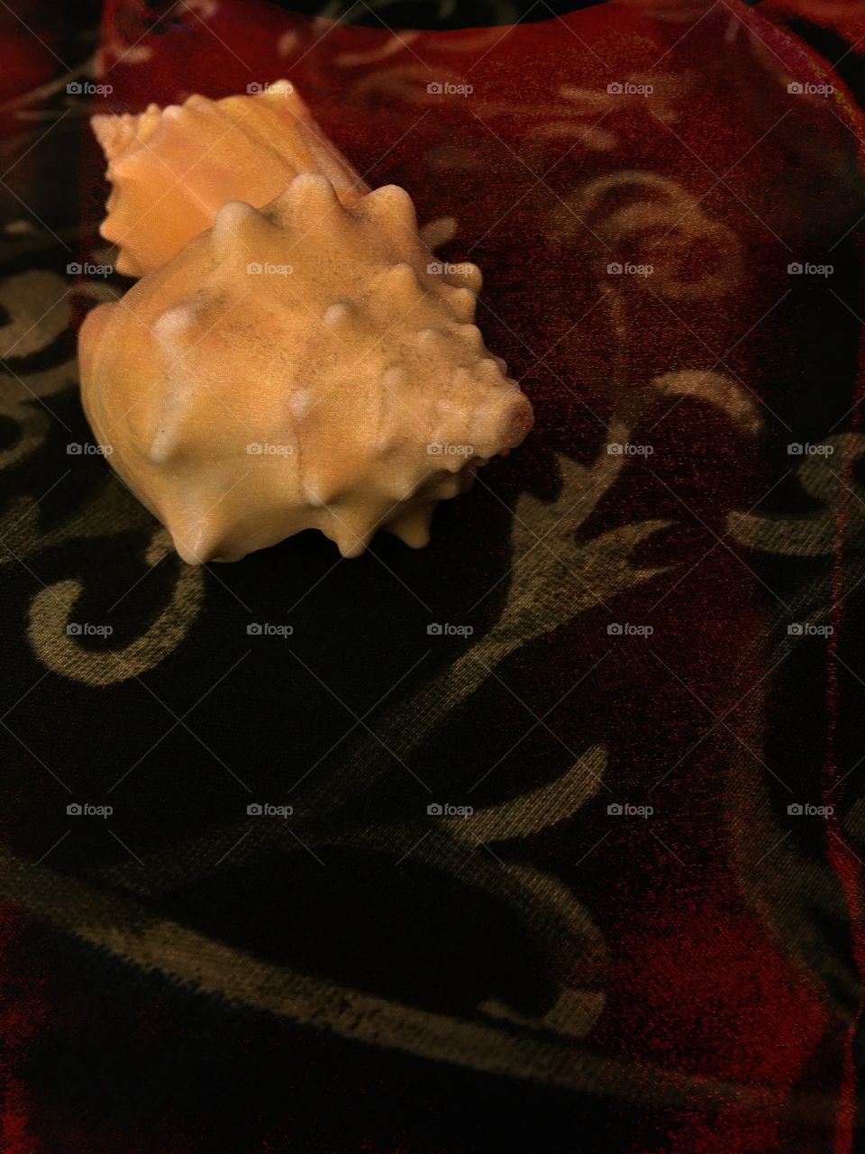 Conch shells on red hue backdrop 