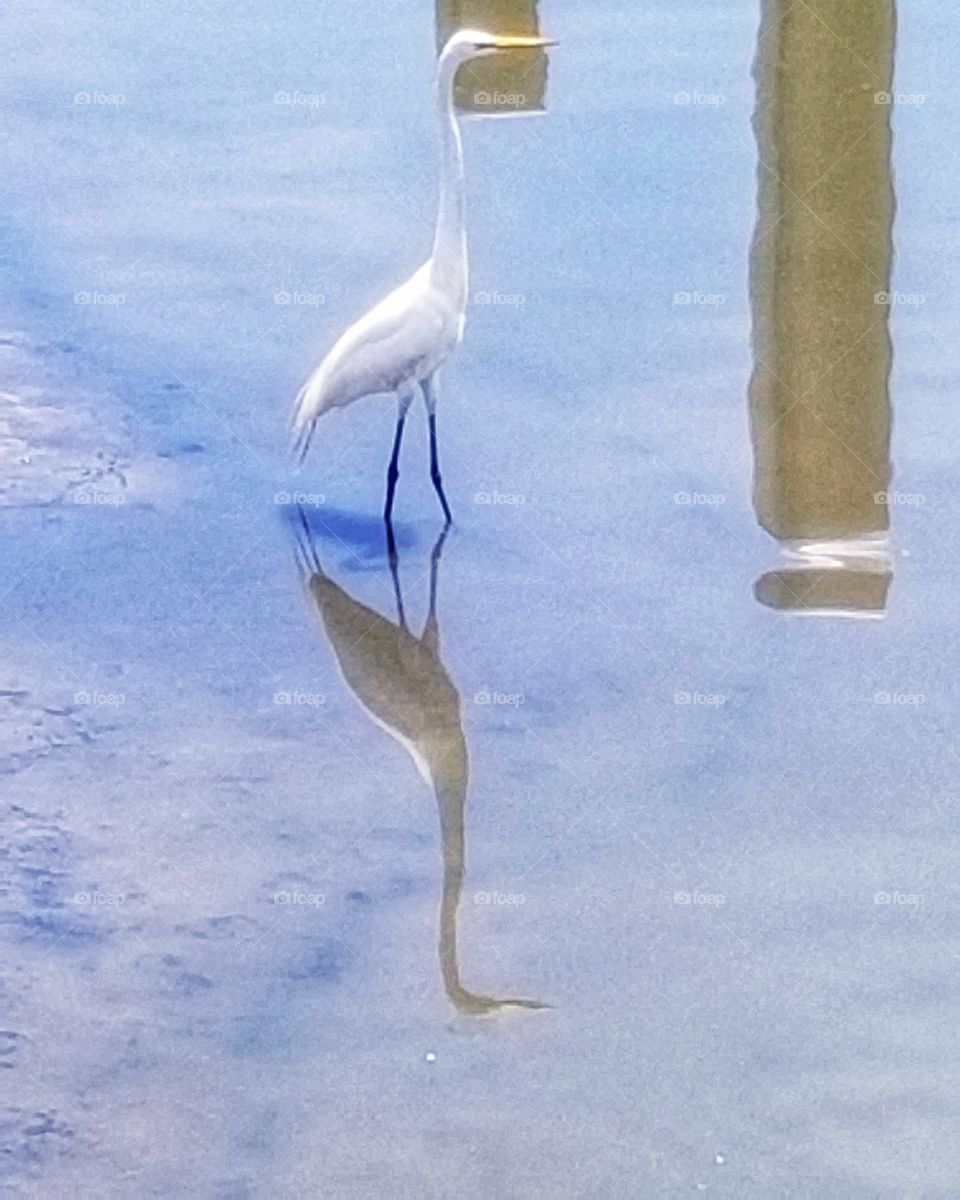 wading Egret