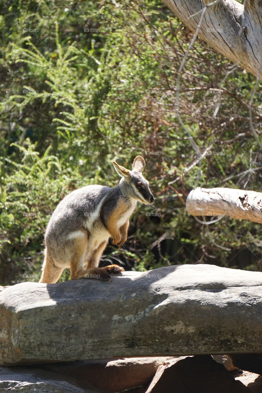 Rock wallaby