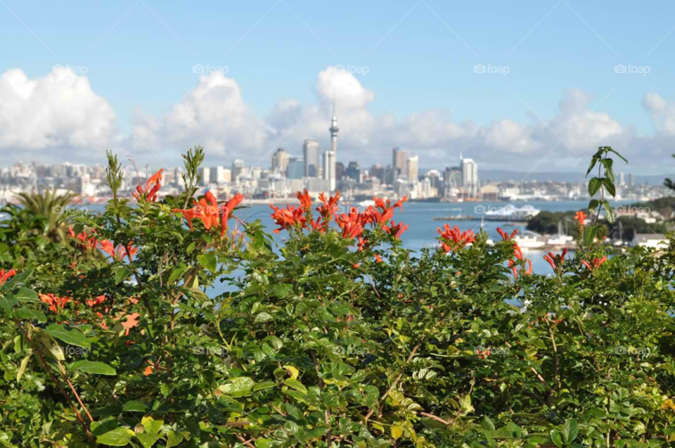 flowers plants skyline new zealand by micheled312