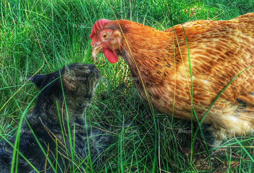 Hen and Cat