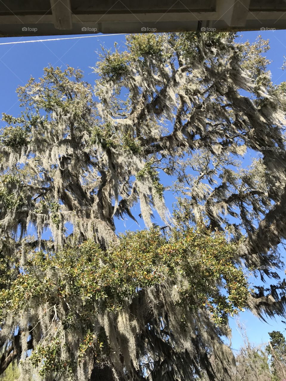 Low angle view of live oak tree