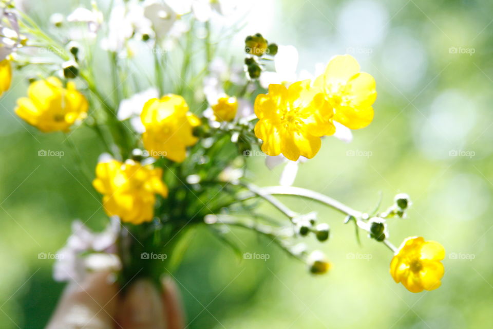 Wild flowers bouquet 