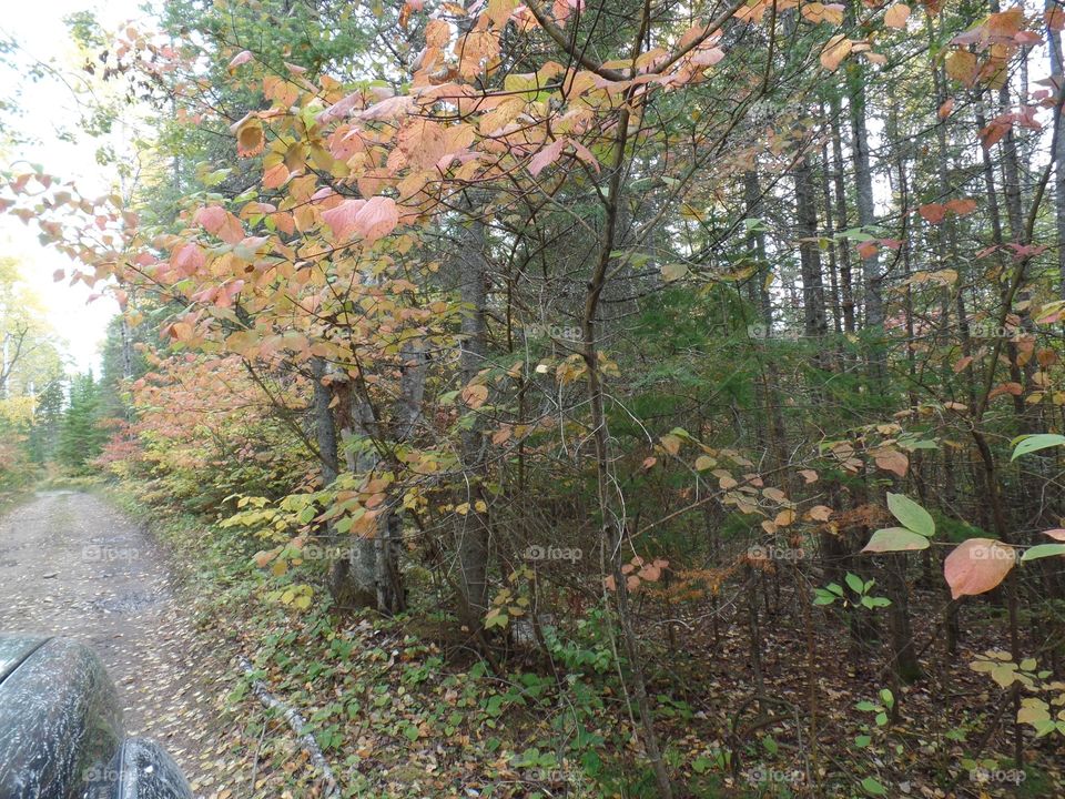 Drummond Island, Michigan 