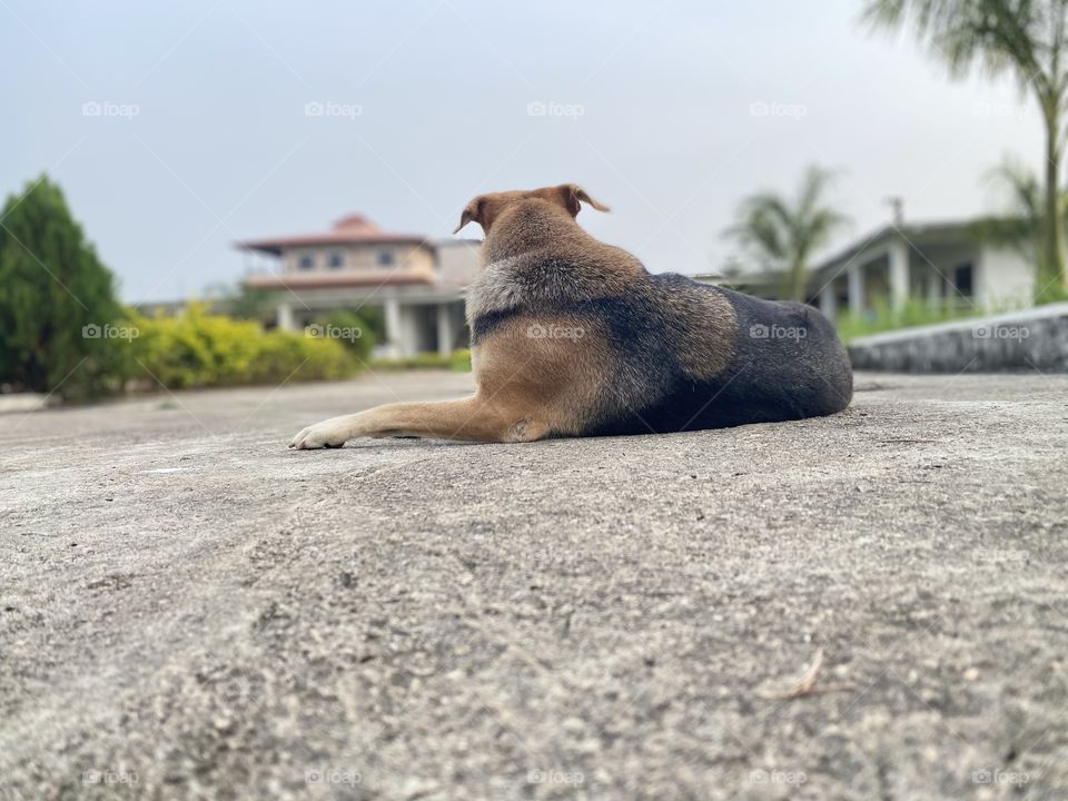 Waiting for his owner at street road 