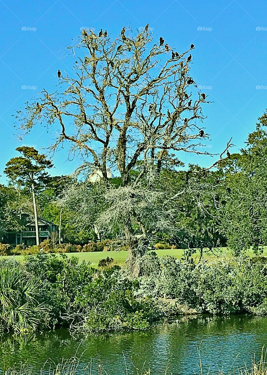 Bird Sanctuaries 