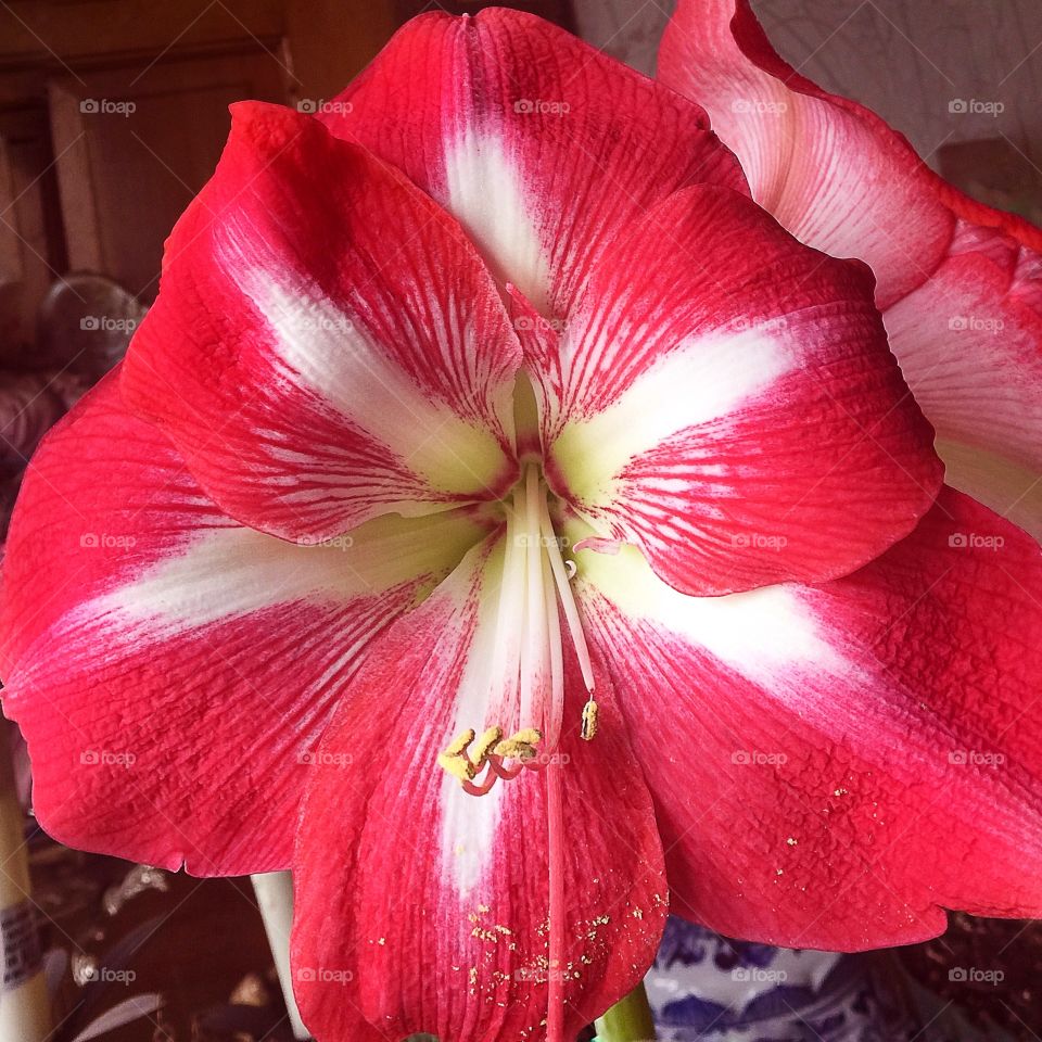 Amaryllis . Amaryllis Monte Carlo 