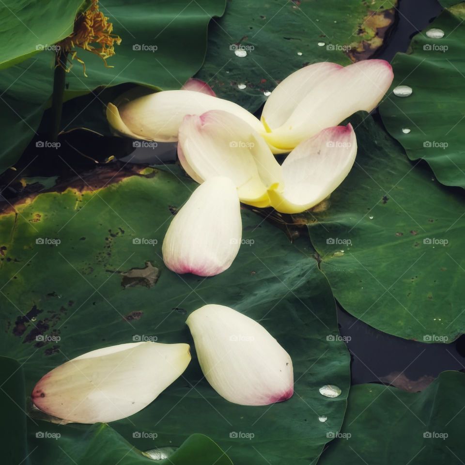 It is the lotus in full bloom, it is a good time for the world.I hope the day is clear, look up to meet all gentle.