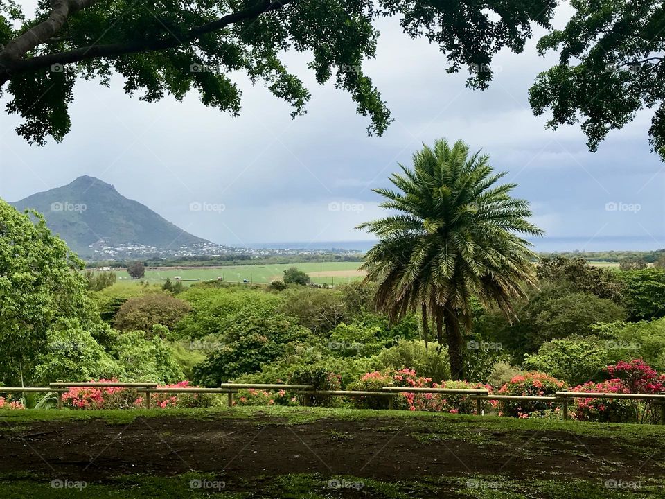 Scenic view in Mauritius looking towards the coast. Palm tree in foreground with lots of vegetation 