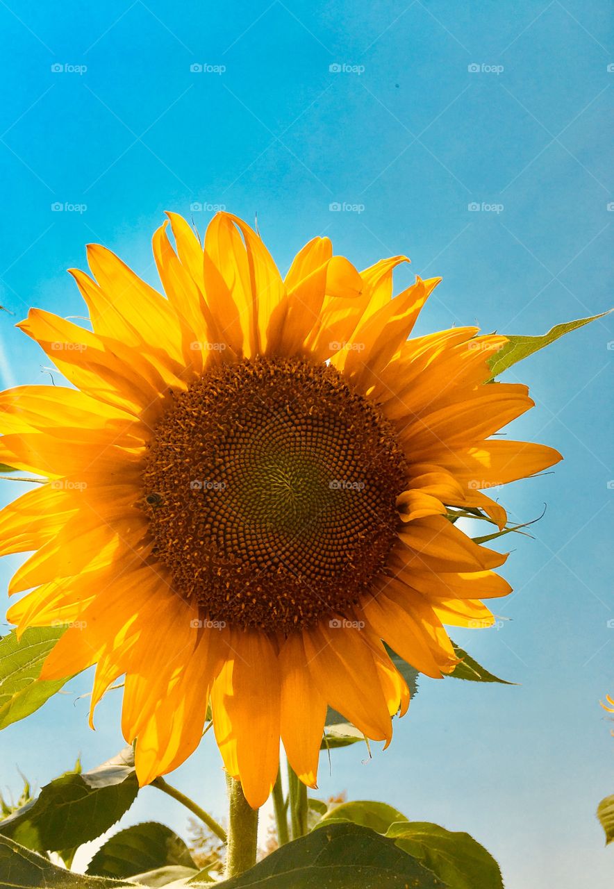 Happy sun flower 