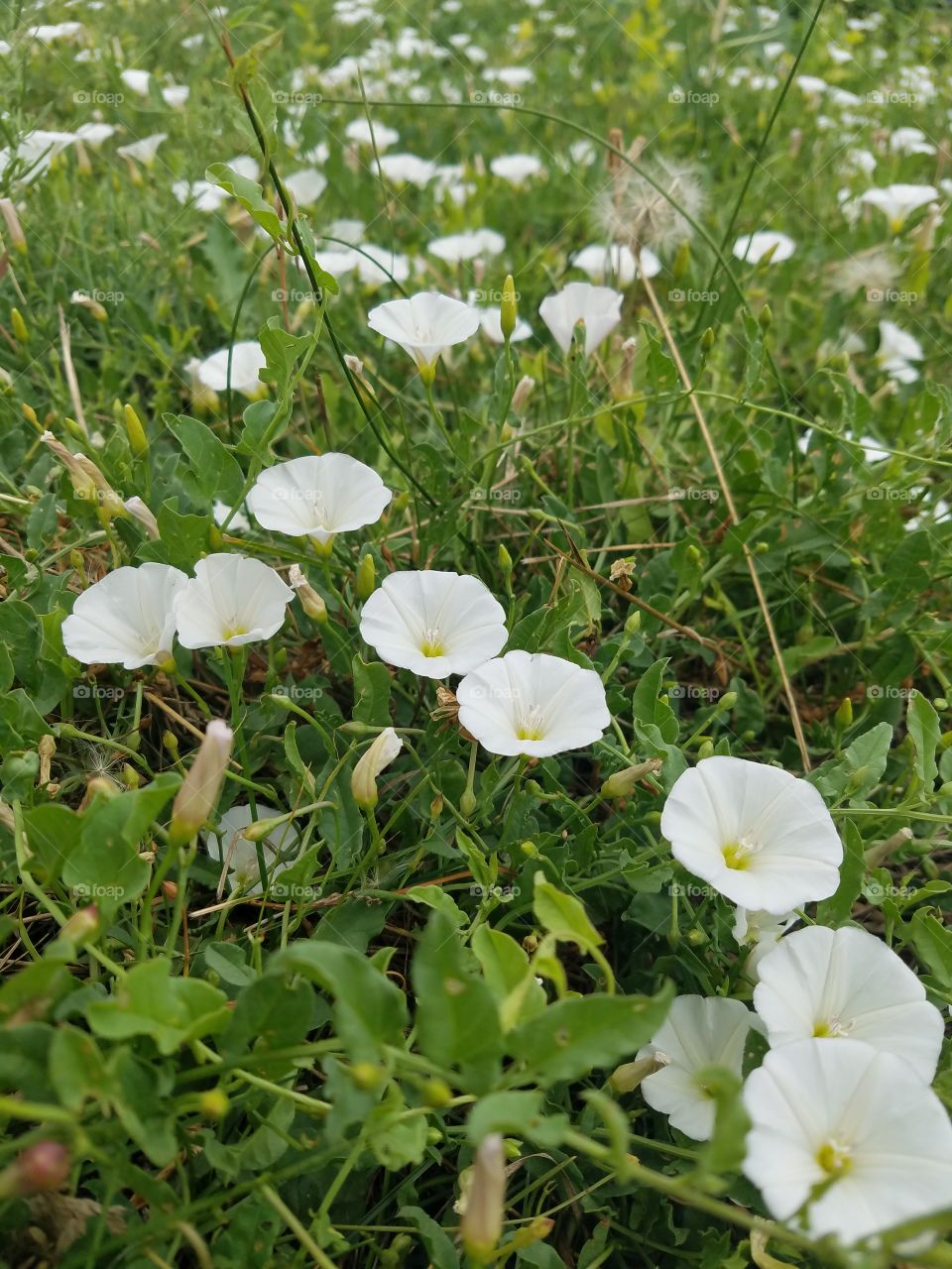 Flower, Flora, Nature, Summer, Garden