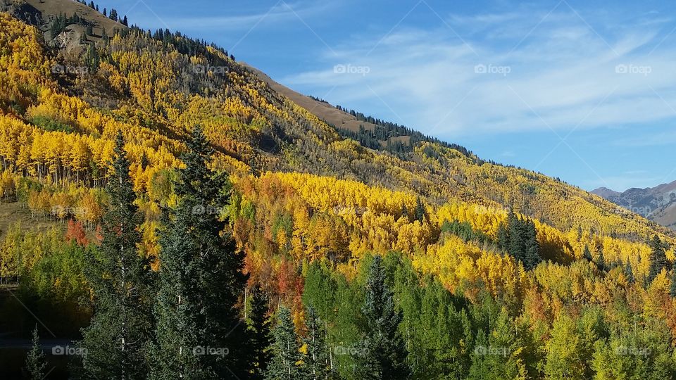 Wood, No Person, Fall, Nature, Outdoors