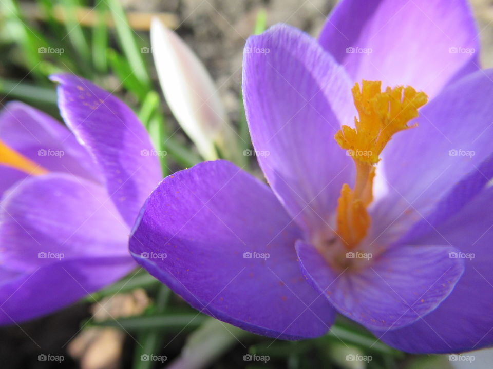 spring brought us crocuses, crocus is the first flower