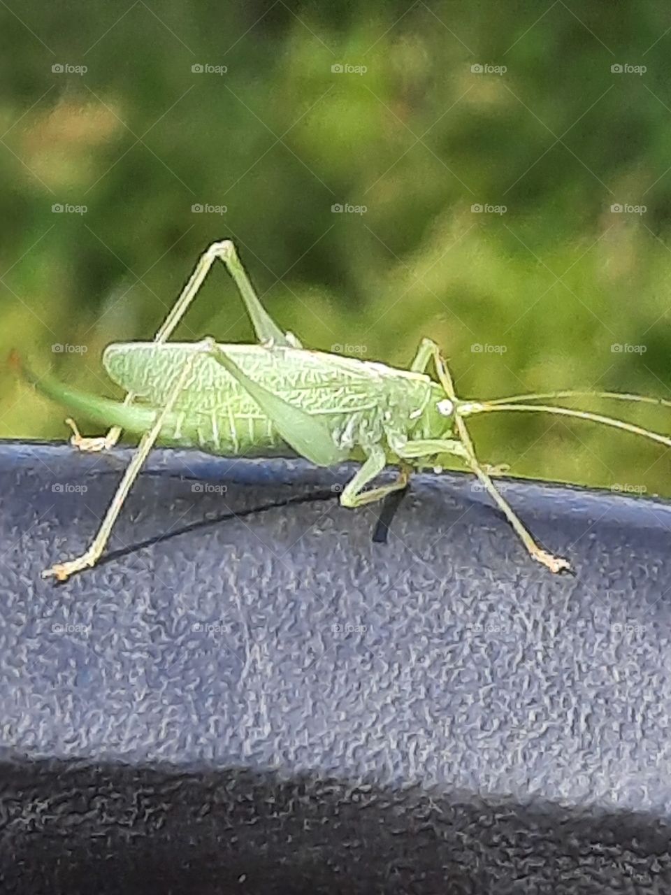 visit of green grasshopper