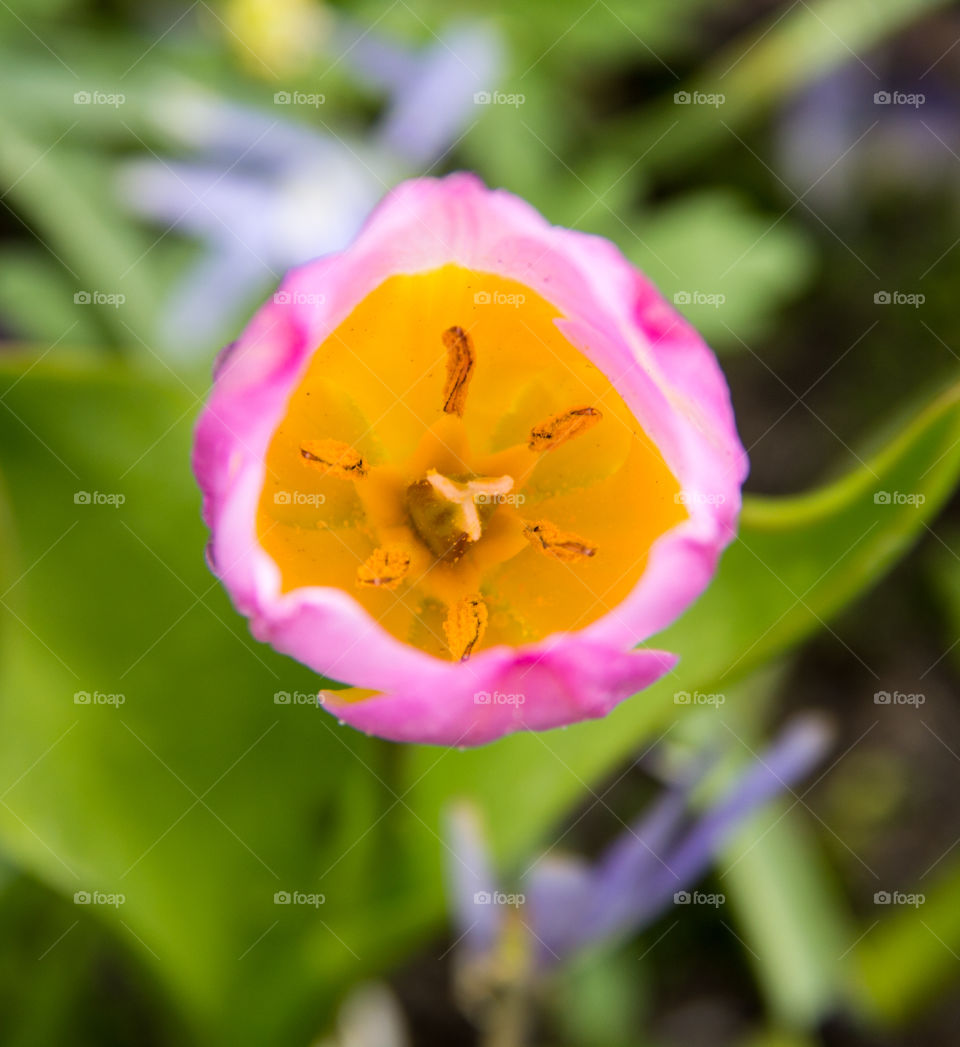 Closeup of a tulip