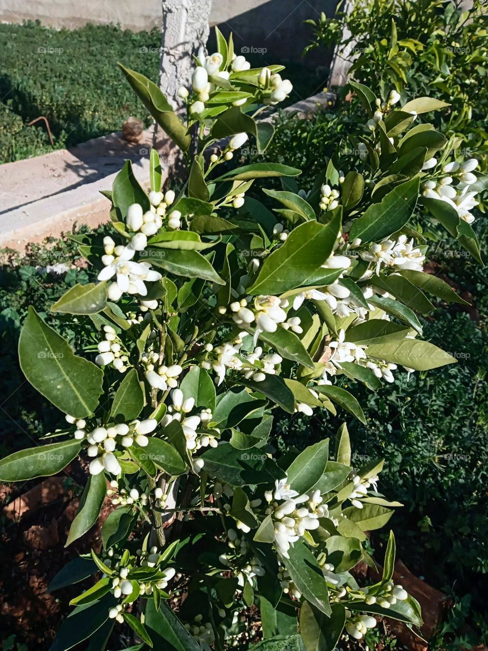 Florissant lemon tree