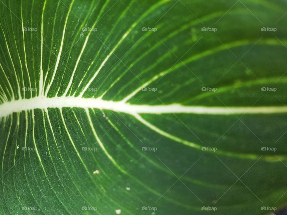 close up of green leaf