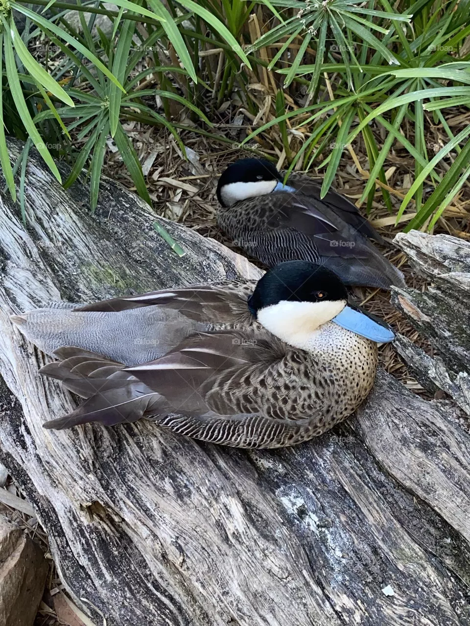 Blue Bill Duck