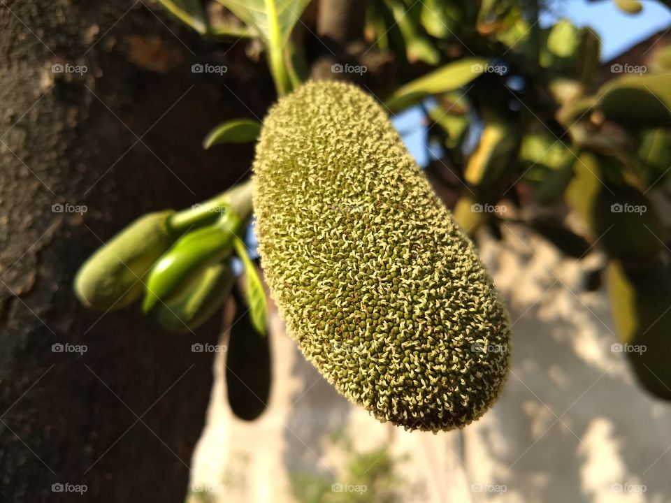 Jackfruit