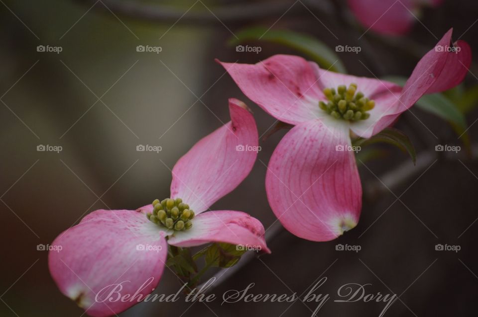 Spring brings dogwood blossoms 
