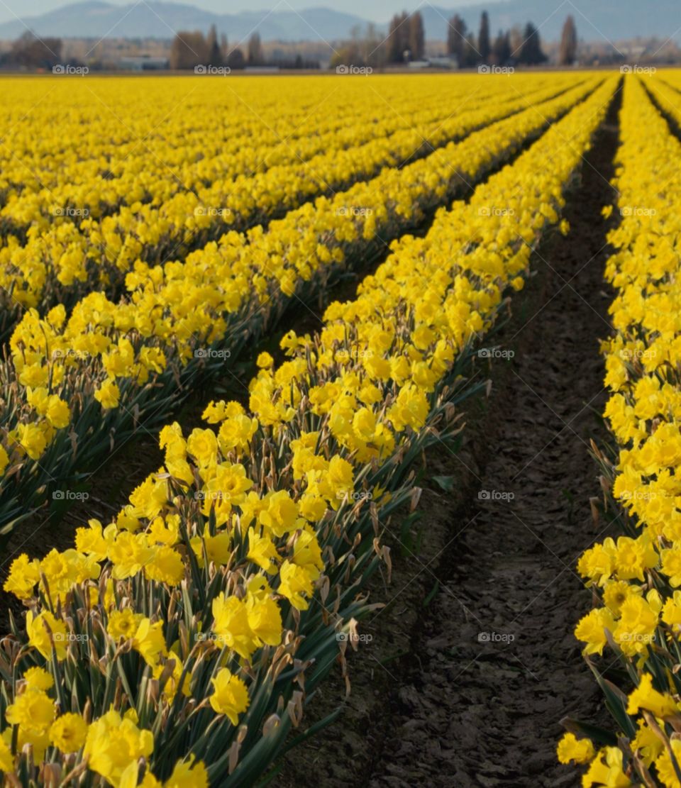 Daffodils