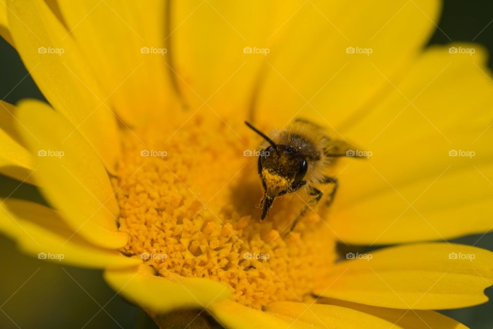 Bee on marigold