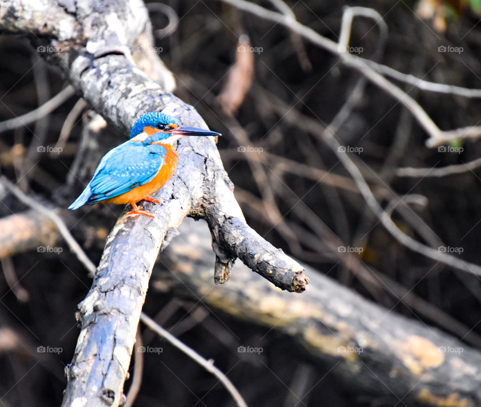 tiny little Kingfisher