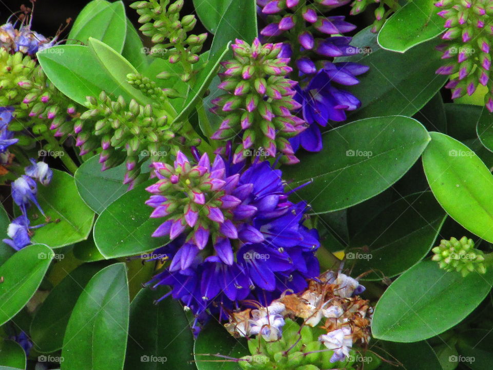 exotic ,colorful, purple , lavender flowers