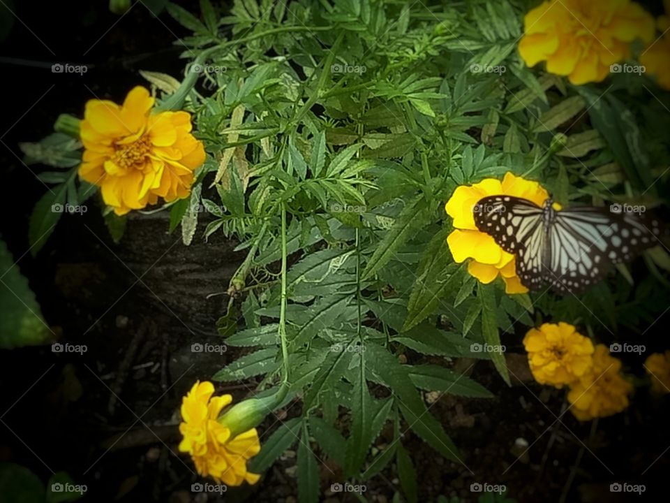 betterfly with yellow colour flowers