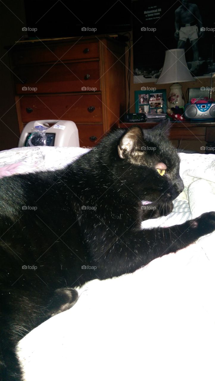 Cat, Mammal, Pet, One, Portrait