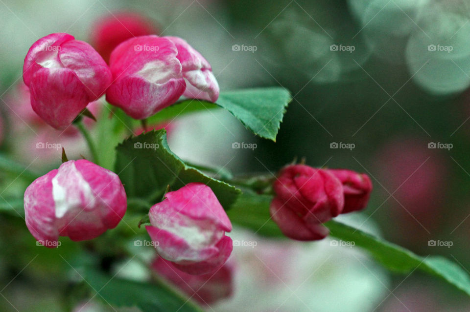 I was feeling a little bit of the quarantine blues today but I was cheered up by the beauty of nature just outside my front door. My crabapple is in full bloom & flowers always make me smile! 