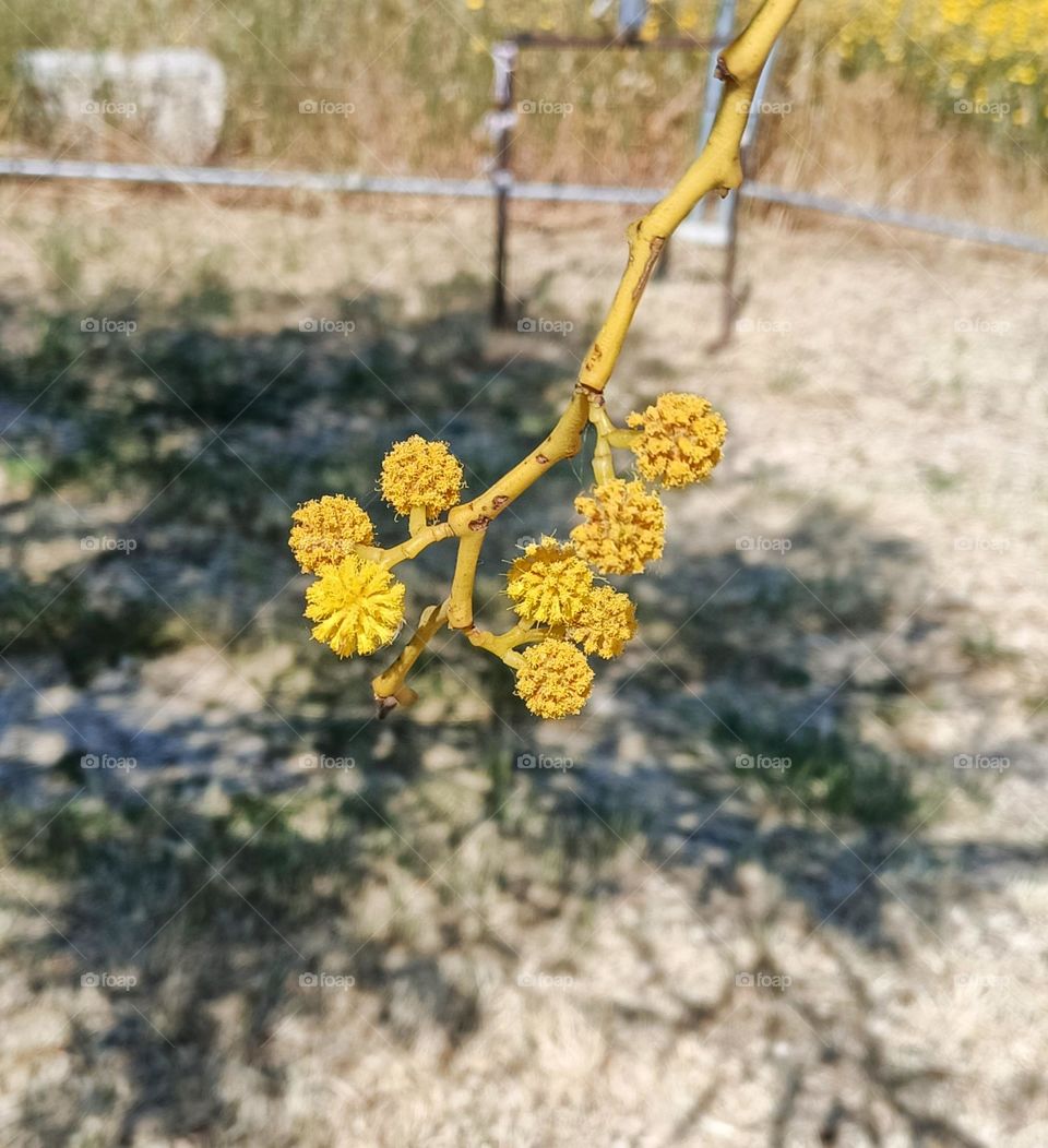 fiori di Acacia
