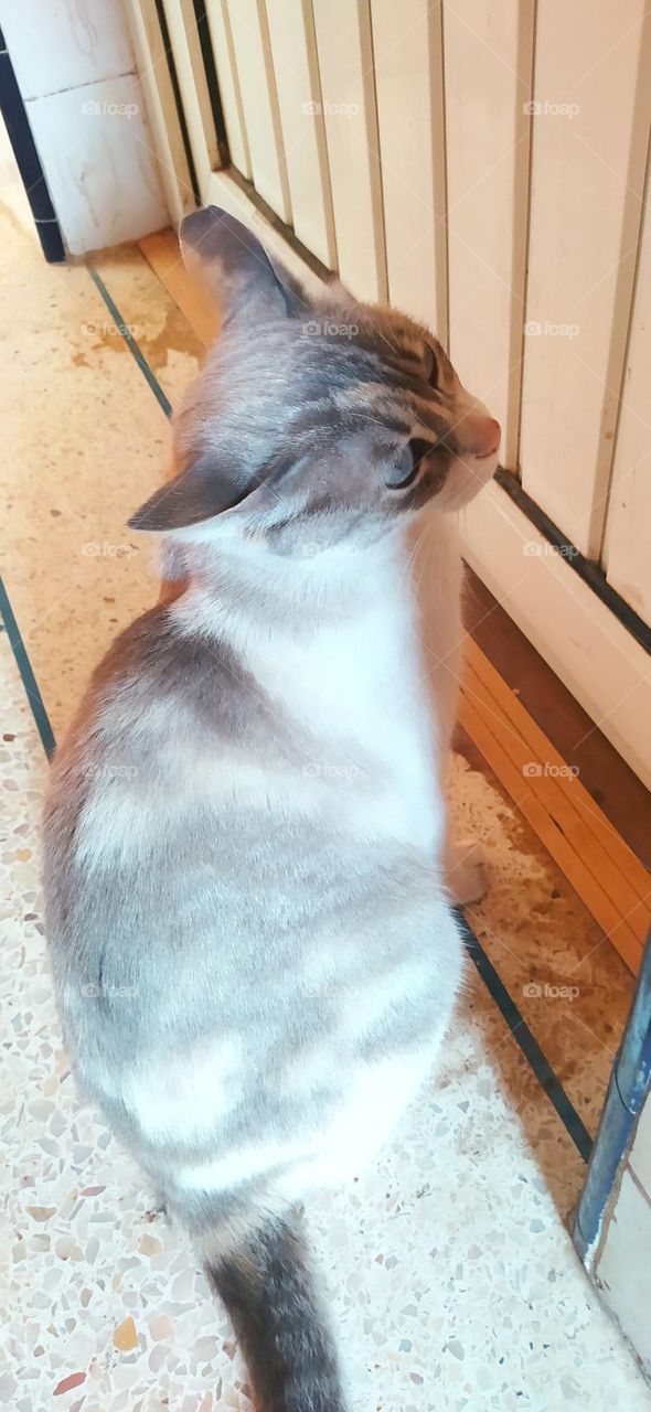 cat waiting to open the dor