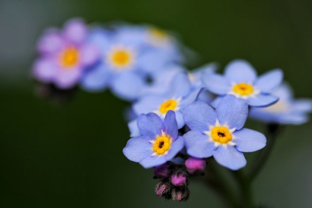 Close-up of purple flowers