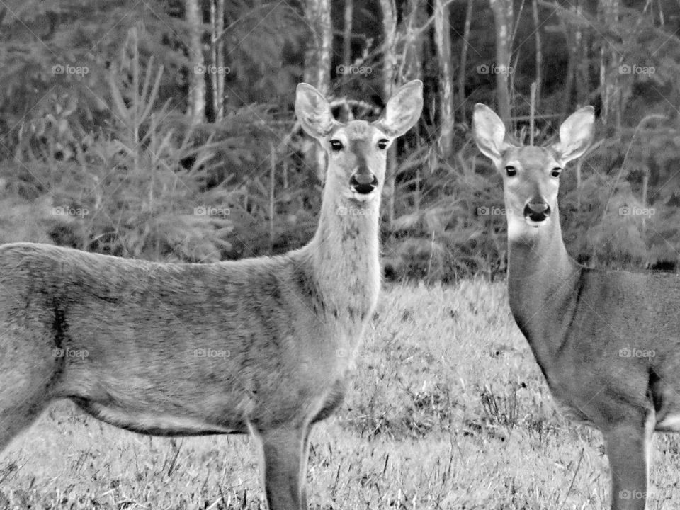 Backyard friends 😁👌friendly