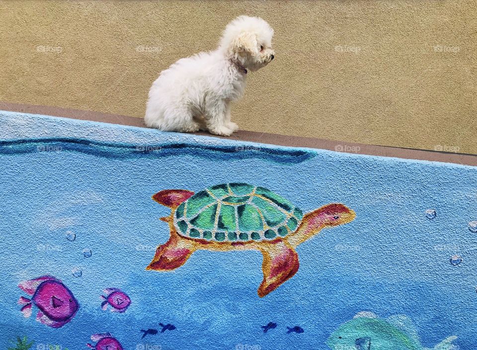 One never quite knows what lies just below the surface... a little white puppy above a colorful seaside mural of a turtle and fishes. 
