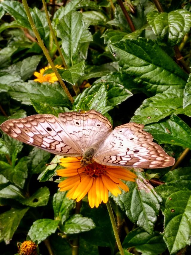 Mariposa