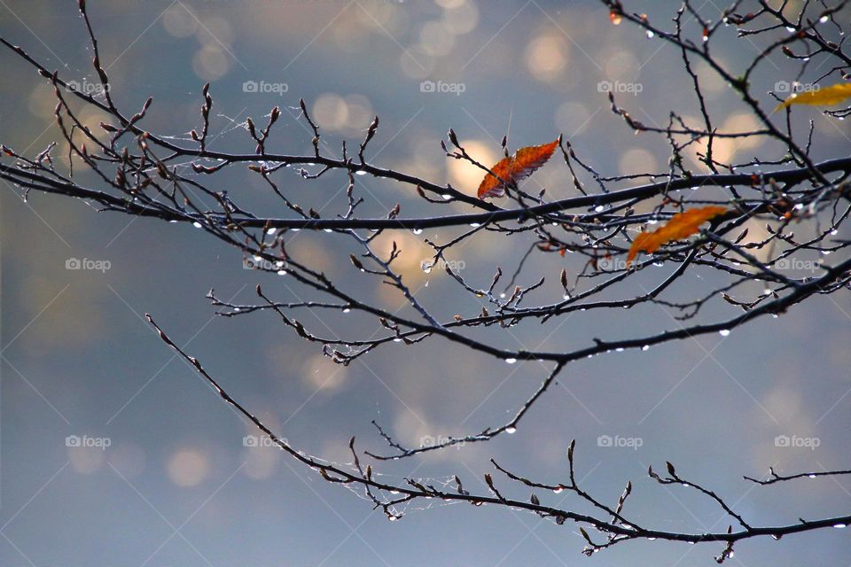 A branch with dew drops, spider webs and the last colorful autumn leaves in the foggy morning in front of the light bokeh of a forest 