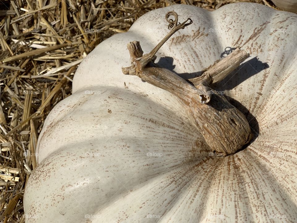 A large, white Halloween pumpkin sitting on hay