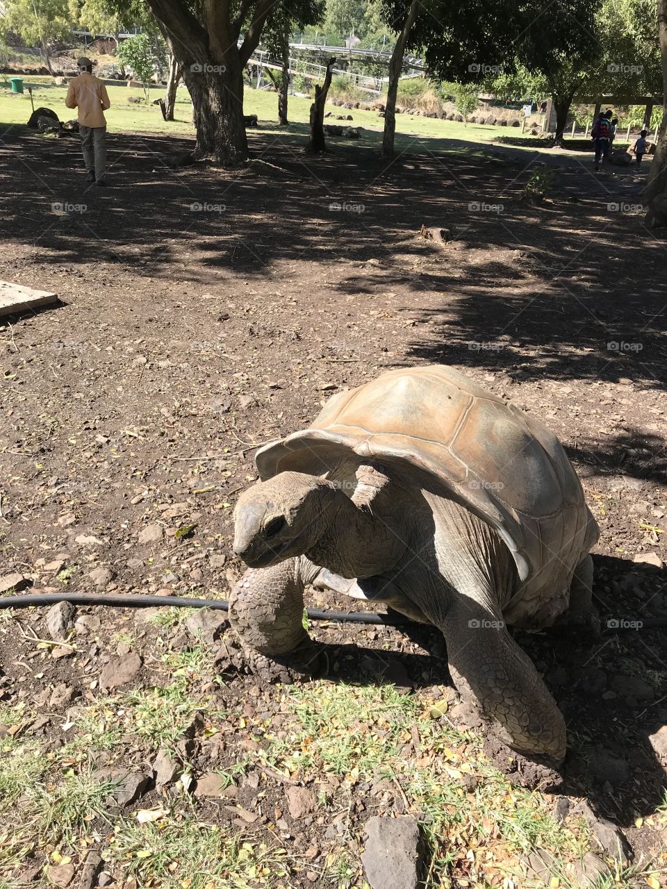 Turtle @ Casela Park, Mauritius 