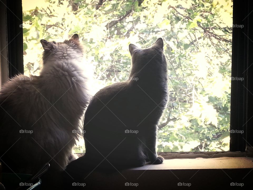 Pretty kitties watching the birds 
