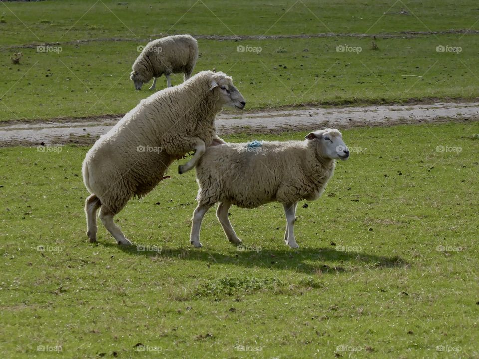 Sheep 🙈