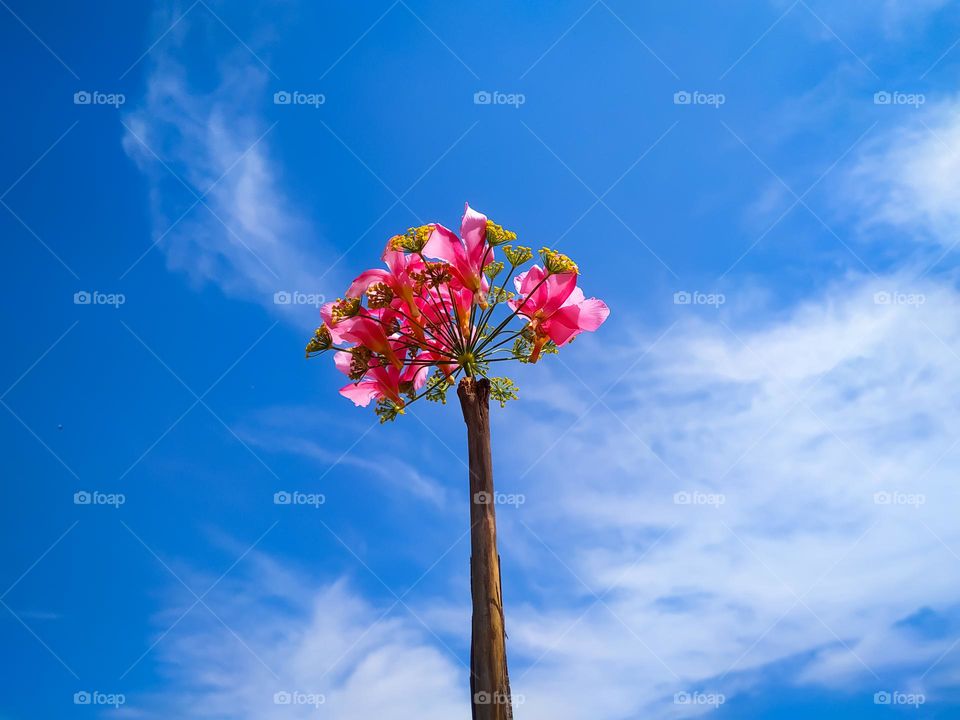 A close up shot a nerium oleander on a cloudy sky